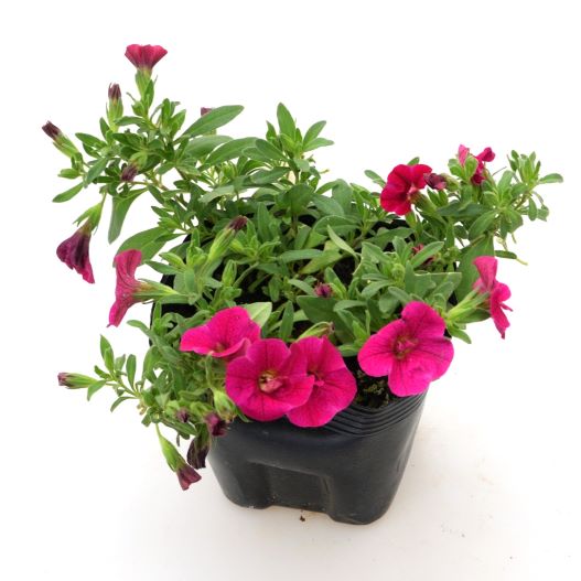 カリブラコア　アロハダブル 