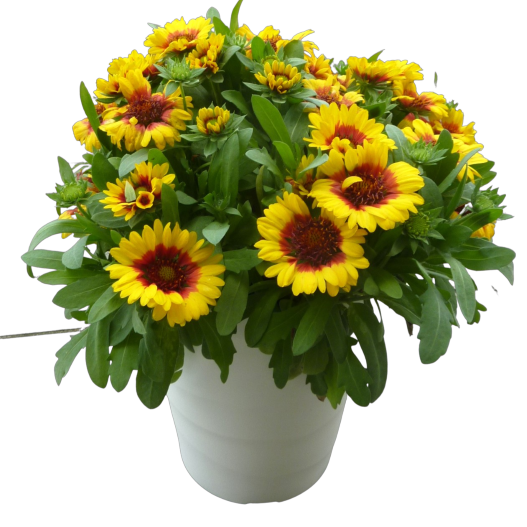 ガイラルディア　スピントップ シリーズ 