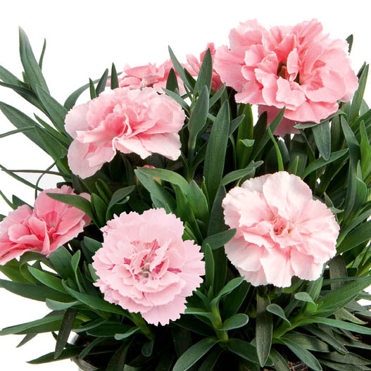 カーネーション　オスカー シリーズ 