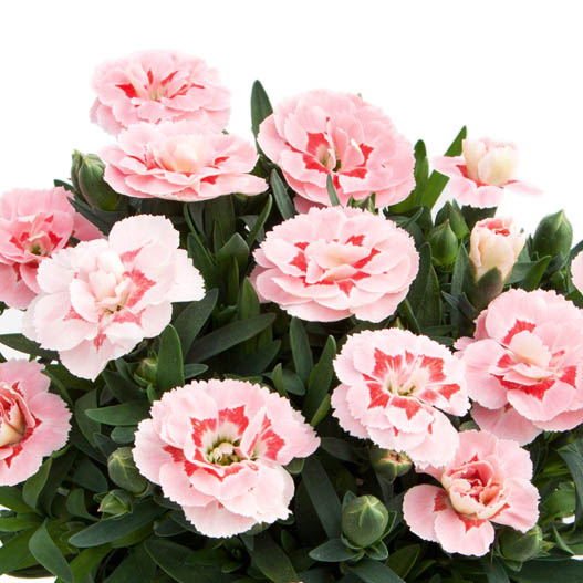 カーネーション　オスカー シリーズ 