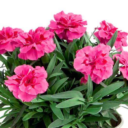 カーネーション　オスカー シリーズ 