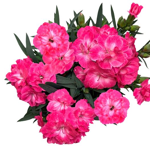 カーネーション　オスカー シリーズ 