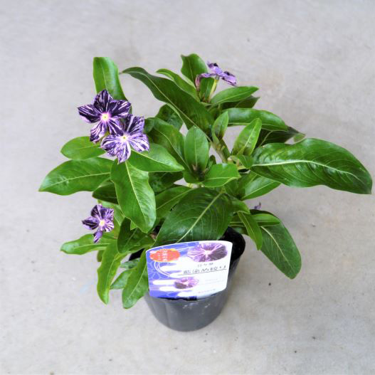 絞り染め、秘めたる花 絞り染め、秘めたる花 絞り染め、秘めたる花 絞り染め、秘めたる花