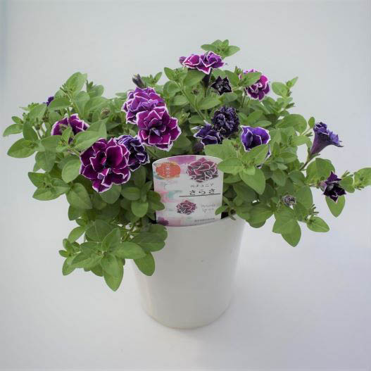 ペチュニア 万葉の美　さらさ 