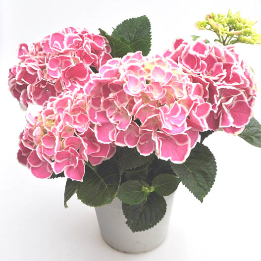 ハイドランジア　創作あじさい シリーズ 