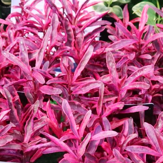 アルテルナンテラ　マウナケア 