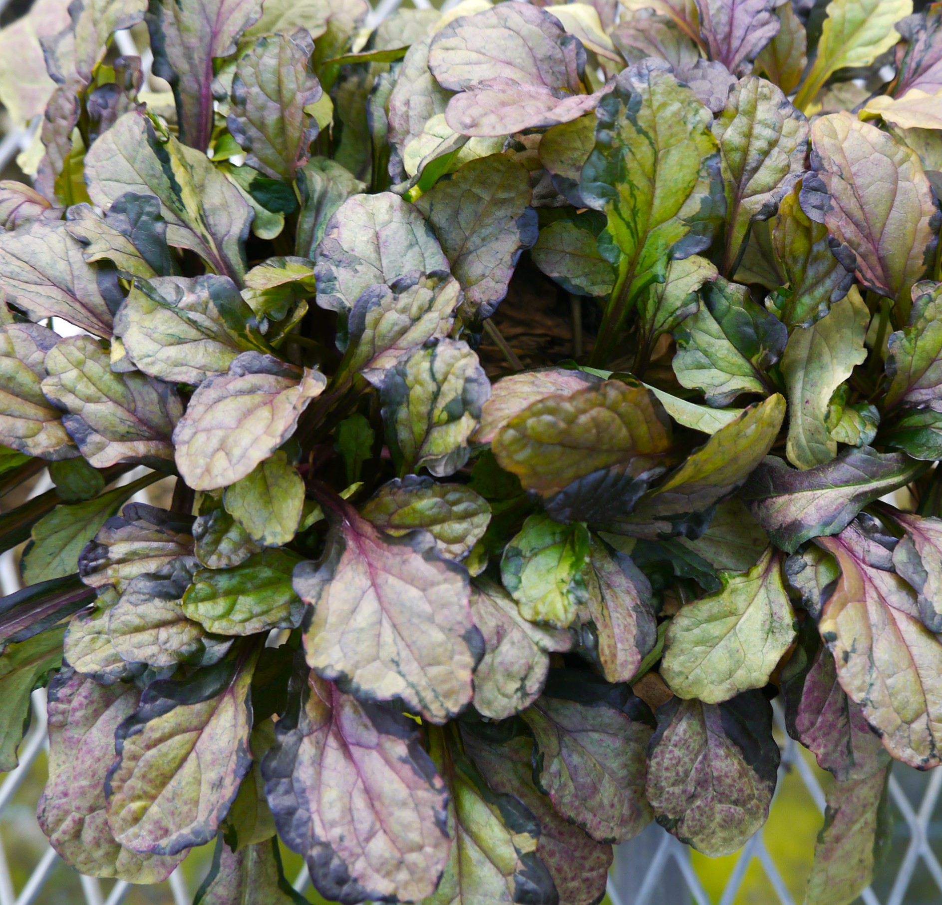 アジュガ　ラテアート 