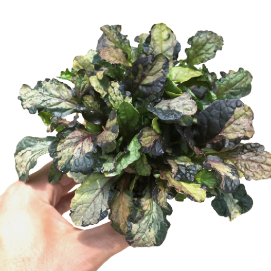 アジュガ　ラテアート 