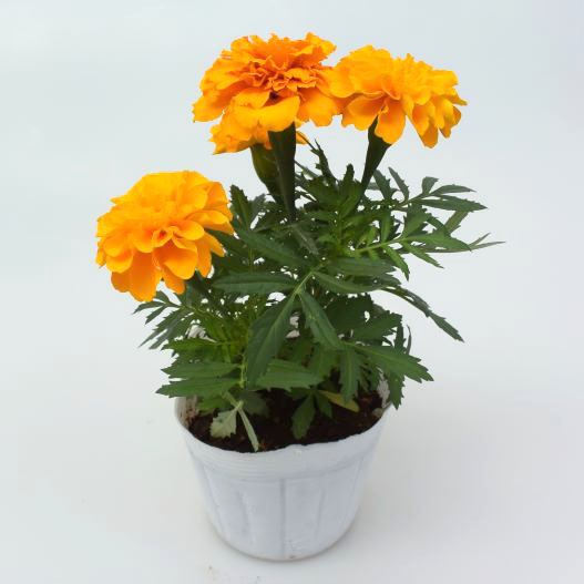 マリーゴールド様用です°・*:.。.☆ マリーゴールド エンデュランス｜WEBカタログ｜未来アグリス株式会社