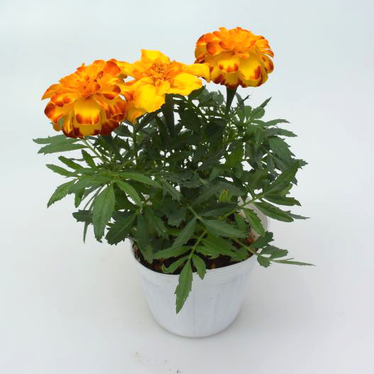 マリーゴールド　エンデュランス 