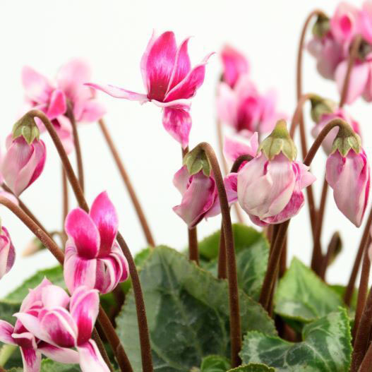 シクラメン　フェアリーピコ 極小輪ダブルバイカラー 