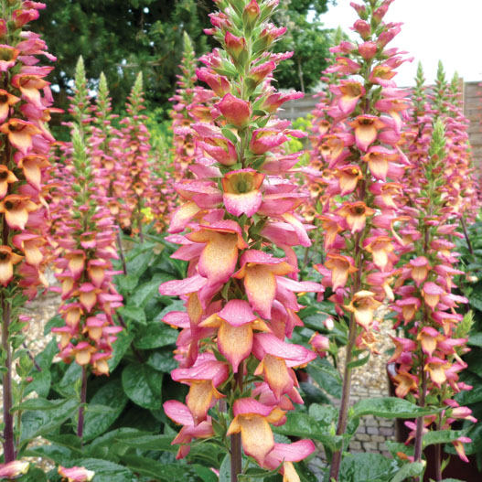 ジギタリス　イルミネーション シリーズ 