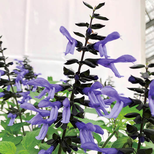 サルビア　スーパーサルビア 