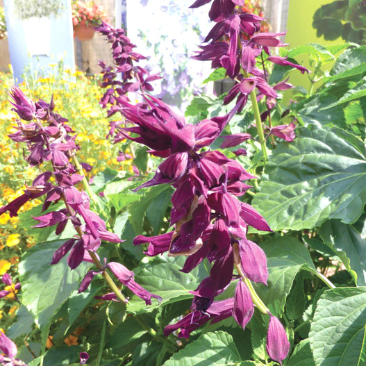 サルビア　スーパーサルビア 