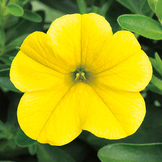 カリブラコア　チアポップ シリーズ 