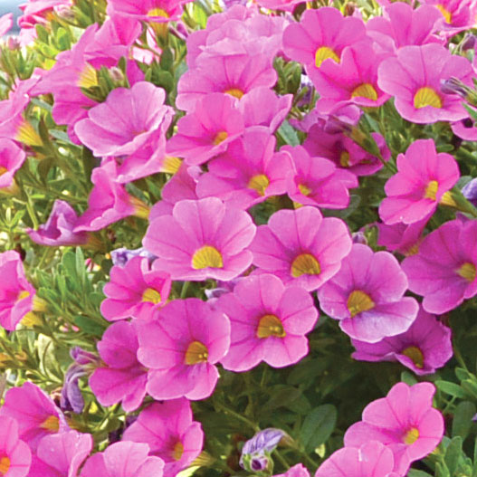 カリブラコア　チアポップ シリーズ 