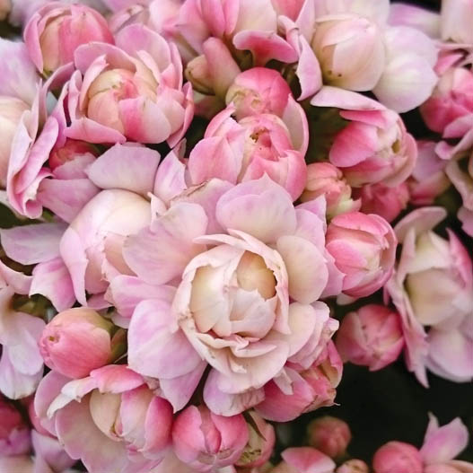 カランコエ　カランディーバ　XLフラワーズ 