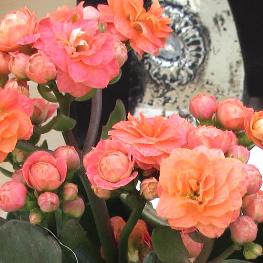 カランコエ カランディーバ XLフラワーズ｜WEBカタログ｜未来アグリス