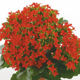 カランコエ　カランデイ 