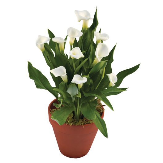 カラー　デュメンオレンジ シリーズ 