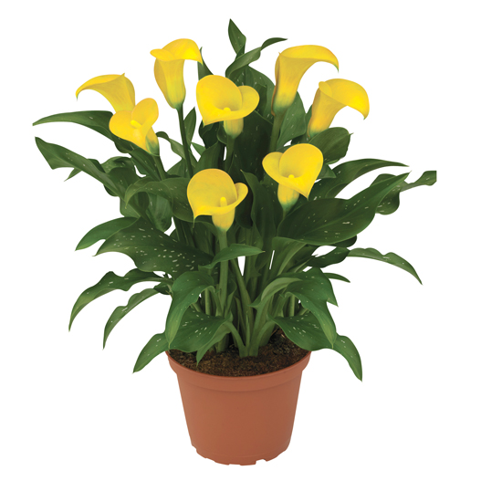 カラー　デュメンオレンジ シリーズ 