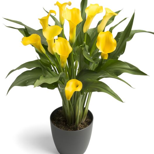 カラー　デュメンオレンジ シリーズ 