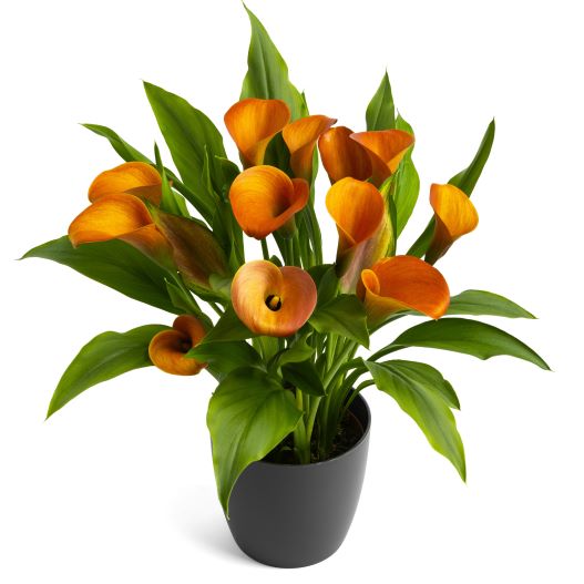 カラー　デュメンオレンジ シリーズ 