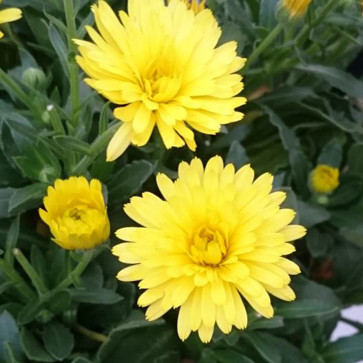 カレンデュラ　パワーデイジー サニー 