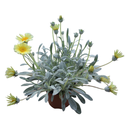 ガザニア　ビースト シリーズ 