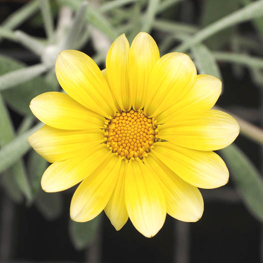 ガザニア　ビースト シリーズ 