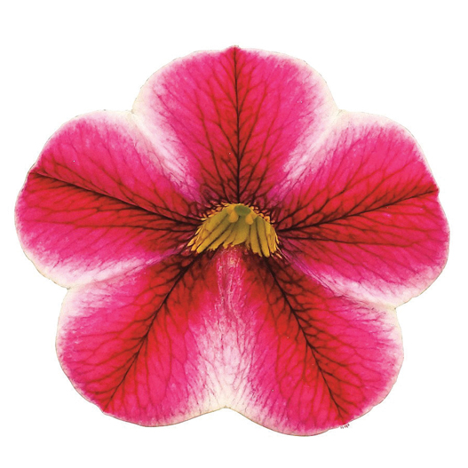 カリブラコア　スーパーベル シリーズ 