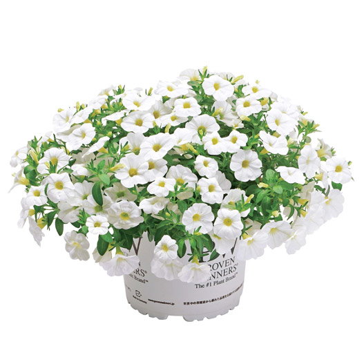 カリブラコア　スーパーベル シリーズ 