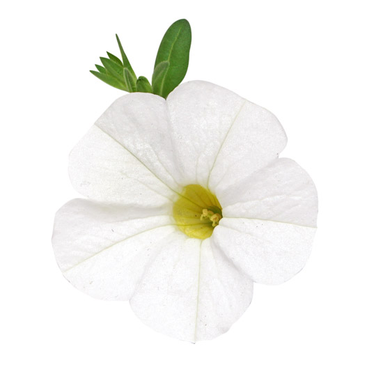 カリブラコア　スーパーベル シリーズ 