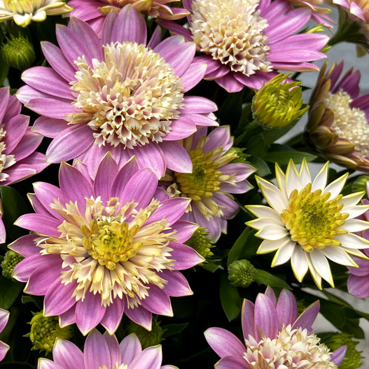 オステオスペルマム　ダブルオステオスペルマム(3D) シリーズ 