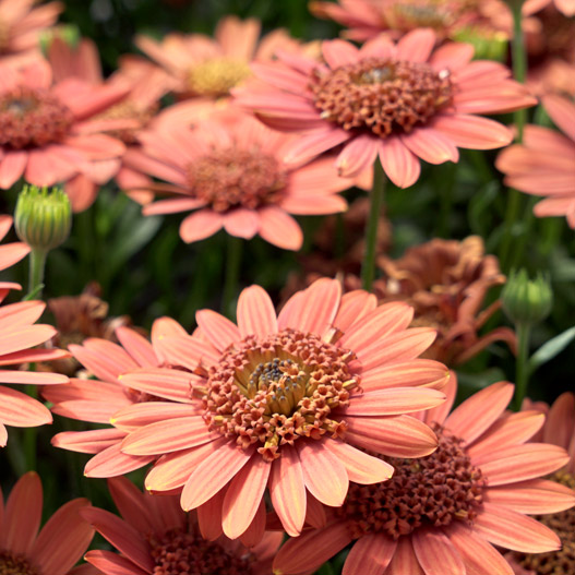 オステオスペルマム　ダブルオステオスペルマム(3D) シリーズ 