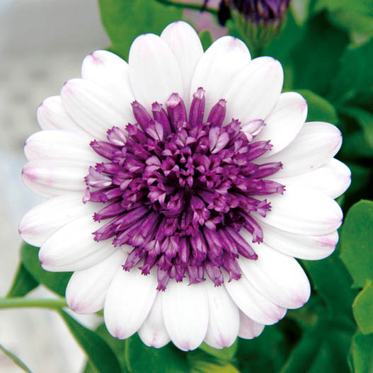 オステオスペルマム　ダブルオステオスペルマム(3D) シリーズ 