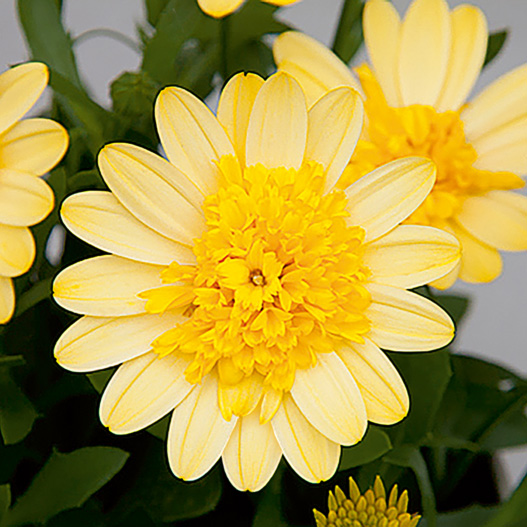 オステオスペルマム　ダブルオステオスペルマム(3D) シリーズ 