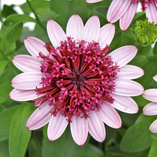 オステオスペルマム　ダブルオステオスペルマム(3D) シリーズ 