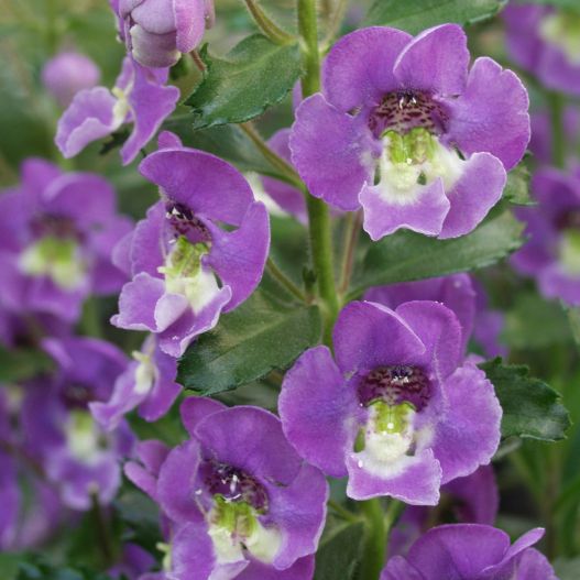 アンゲロニア　エンジェルフェイス シリーズ 