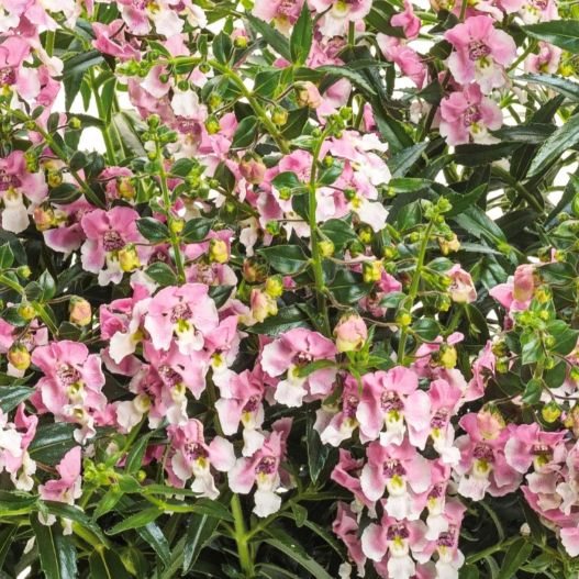 アンゲロニア　エンジェルフェイス シリーズ 