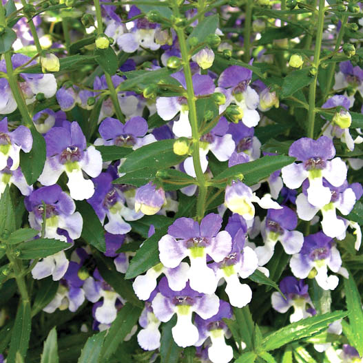 アンゲロニア　エンジェルフェイス シリーズ 