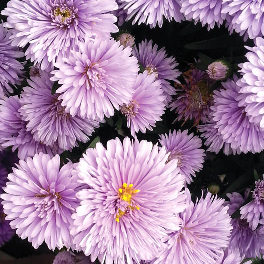 アスター　ミステリーレディ シリーズ 