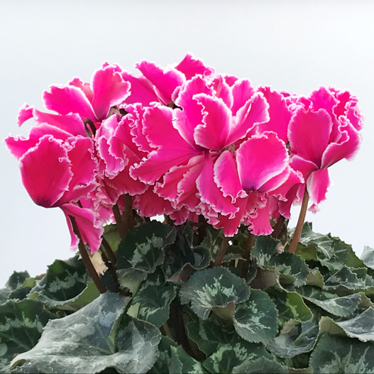 シクラメン　ホワイトフリルPS 