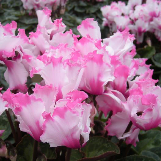 シクラメン　エレガント シリーズ 