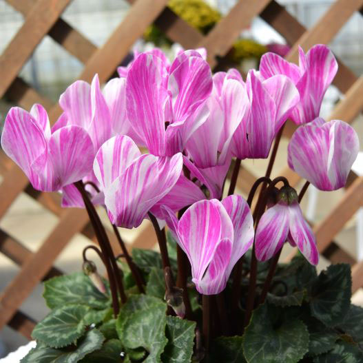 シクラメン　フォレストキャンディ シリーズ 