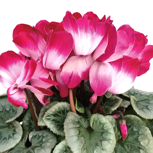 シクラメン キアンティ シリーズ｜WEBカタログ｜未来アグリス株式会社