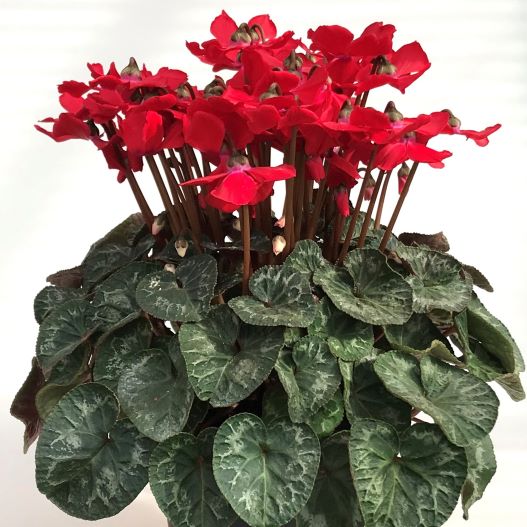 シクラメン リトルマタドール シリーズ｜WEBカタログ｜未来アグリス