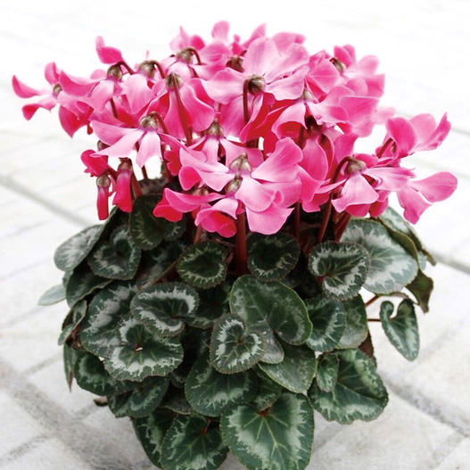 シクラメン　リトルマタドール シリーズ 中輪系品種