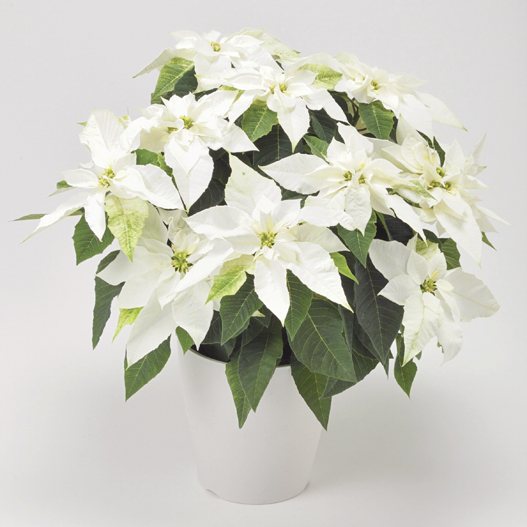 プリンセチア　プリンセチア シリーズ 