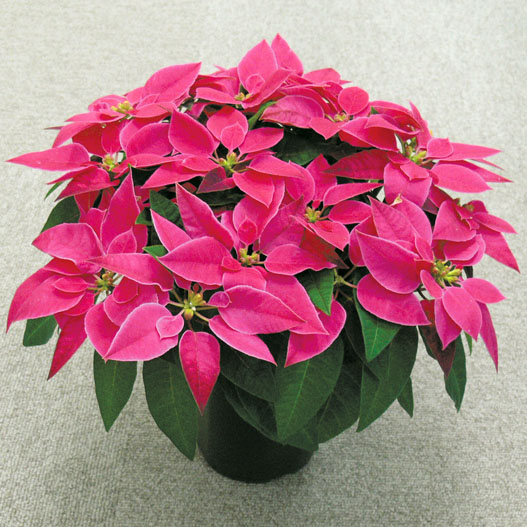 プリンセチア　プリンセチア シリーズ 